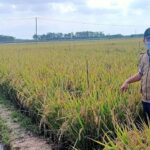 Penelitian Padi Mahasiswa Ilmu Tanah