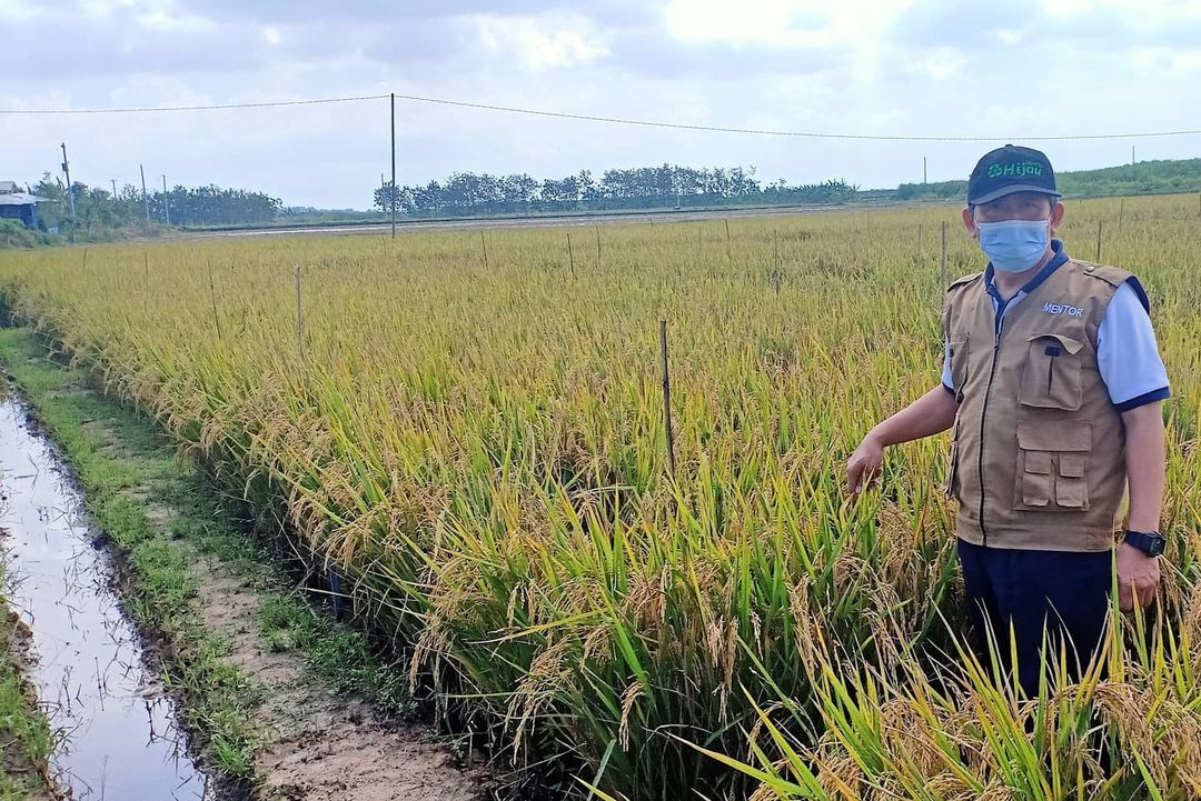 Penelitian Padi Mahasiswa Ilmu Tanah